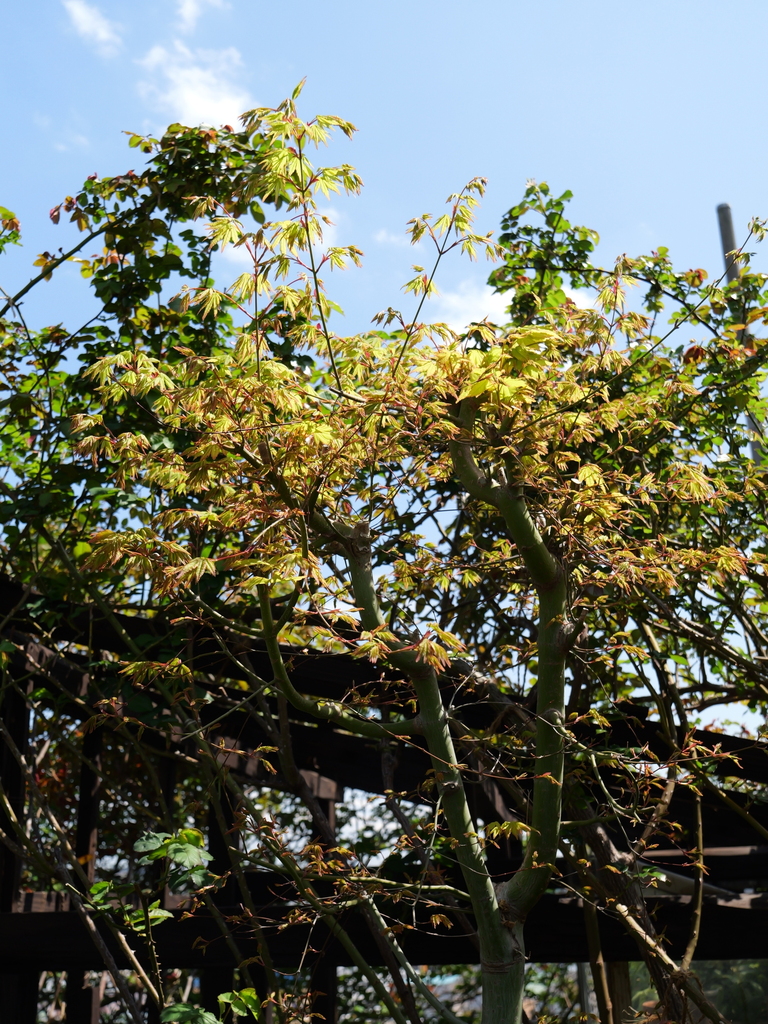 2025-04-04 12_32№(0402).JPG