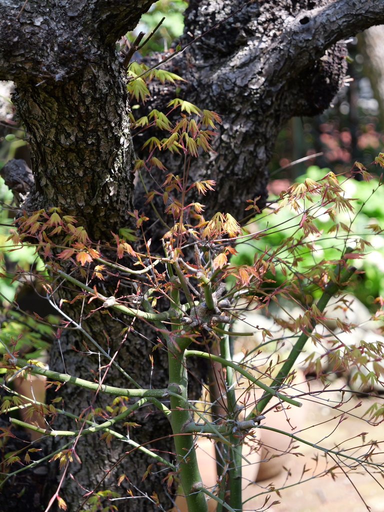 2025-04-04 12_33№(0404).JPG
