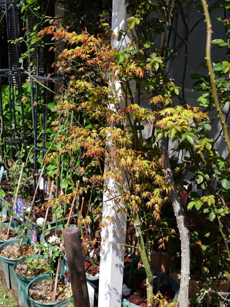 2025-04-04 12_33№(0407).JPG