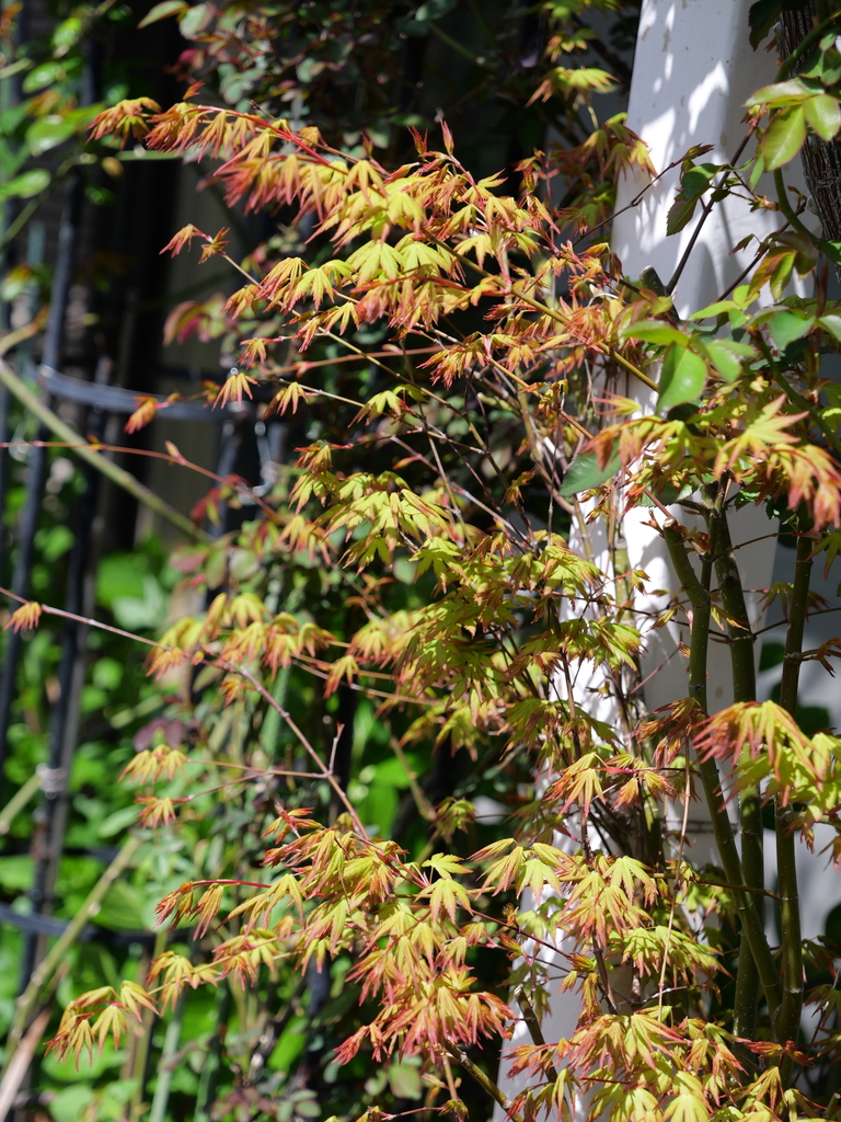 2025-04-04 12_33№(0408).JPG