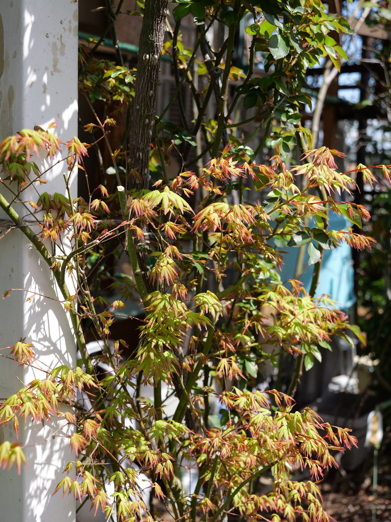 2025-04-04 12_33№(0409).JPG