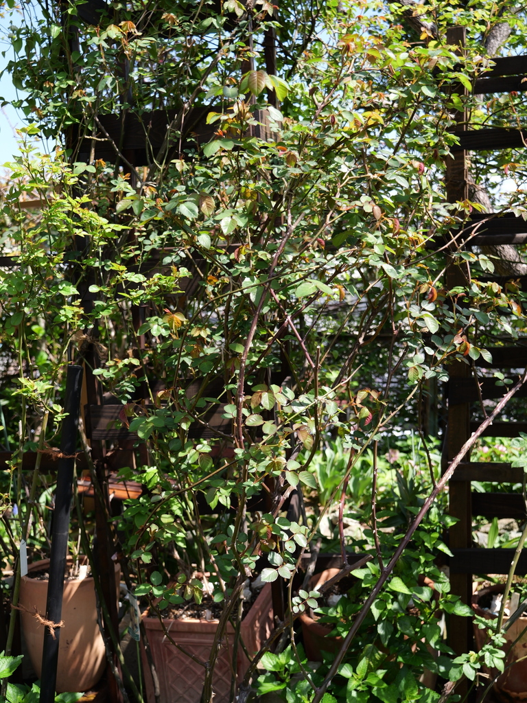 2025-04-04 12_33№(0411).JPG