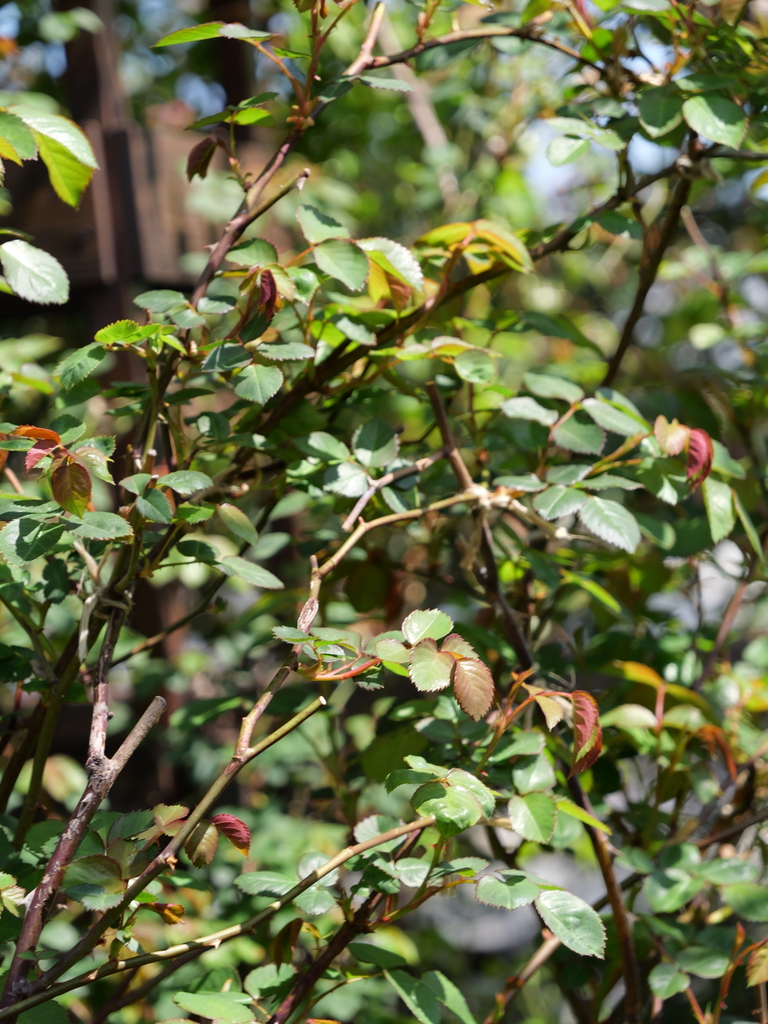 2025-04-04 12_33№(0412).JPG