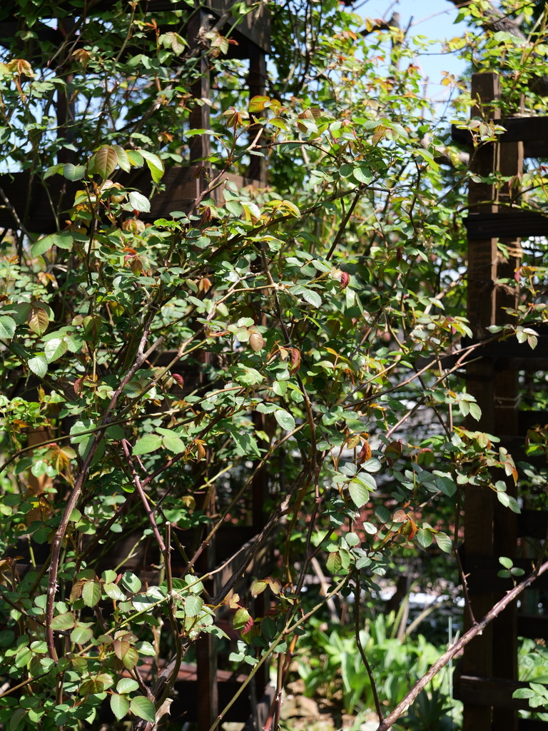 2025-04-04 12_33№(0413).JPG