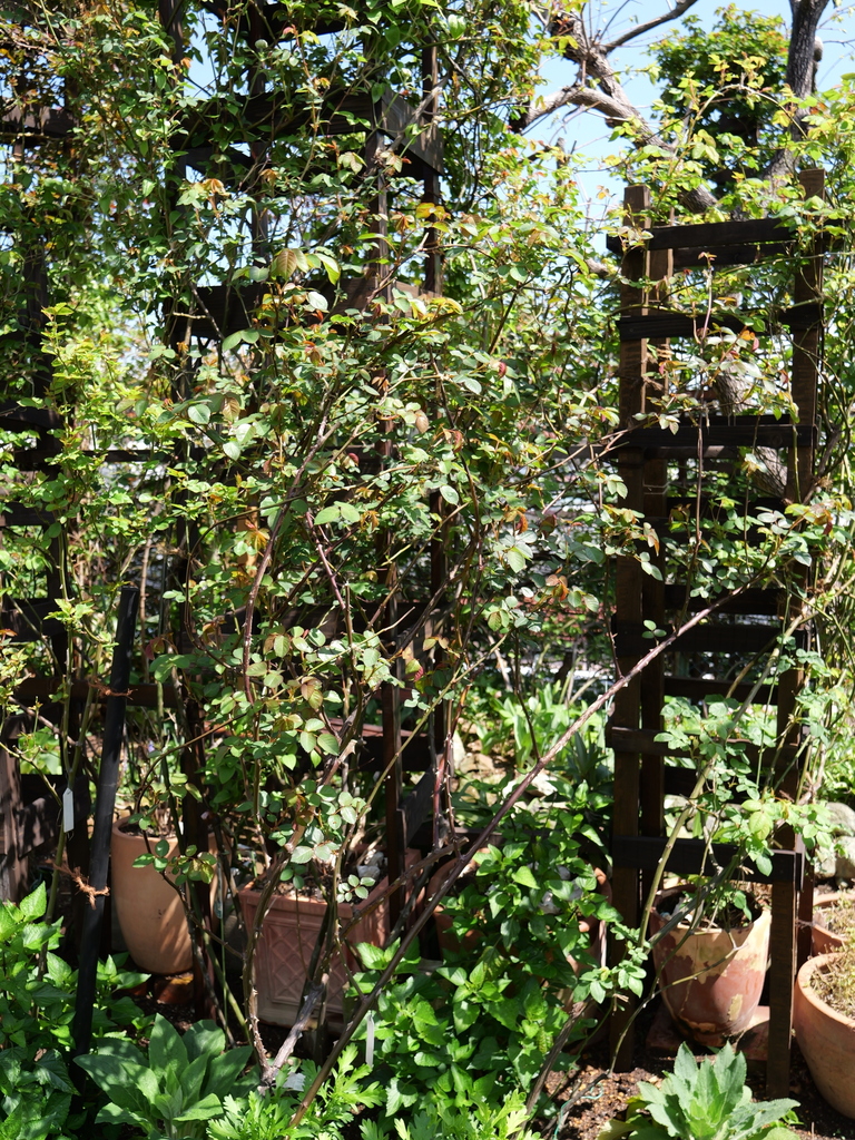 2025-04-04 12_33№(0414).JPG