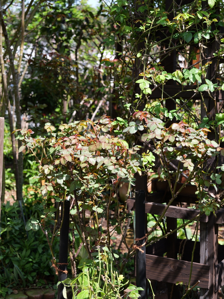 2025-04-04 12_33№(0417).JPG