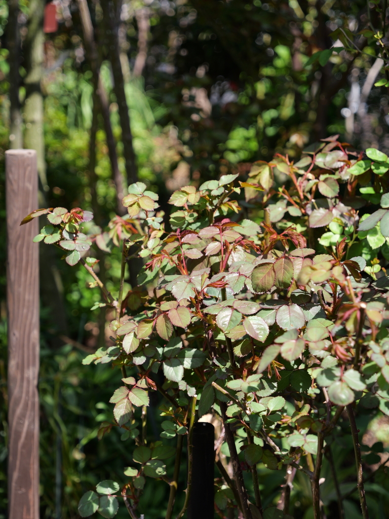 2025-04-04 12_33№(0419).JPG
