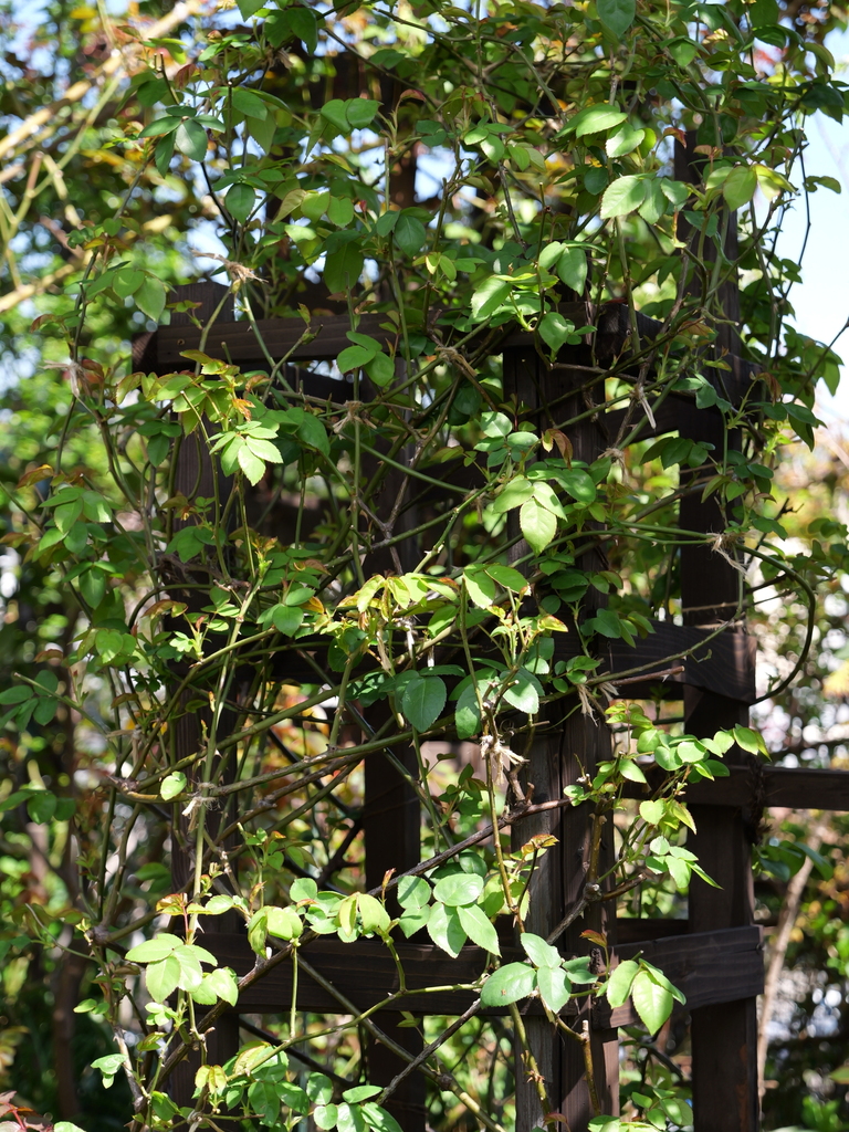 2025-04-04 12_33№(0420).JPG