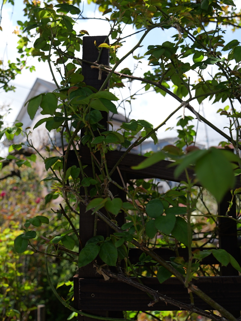 2025-04-04 12_33№(0425).JPG