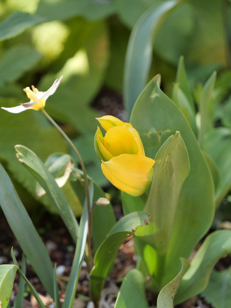 2025-04-04 12_35№(0456).JPG
