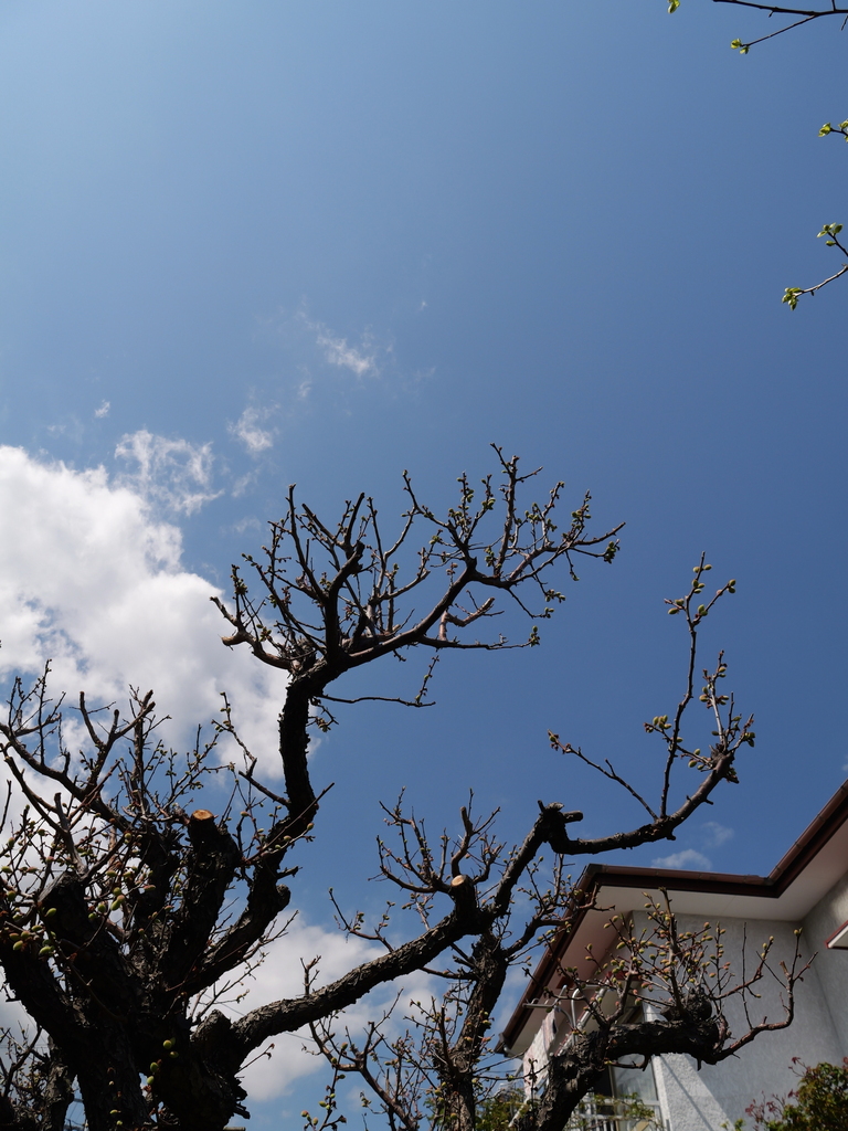 2025-04-04 12_38№(0524).JPG