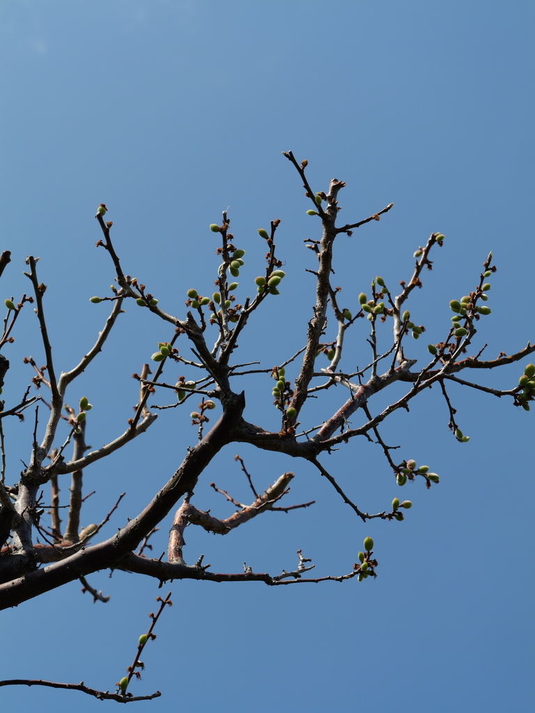 2025-04-04 12_38№(0525).JPG