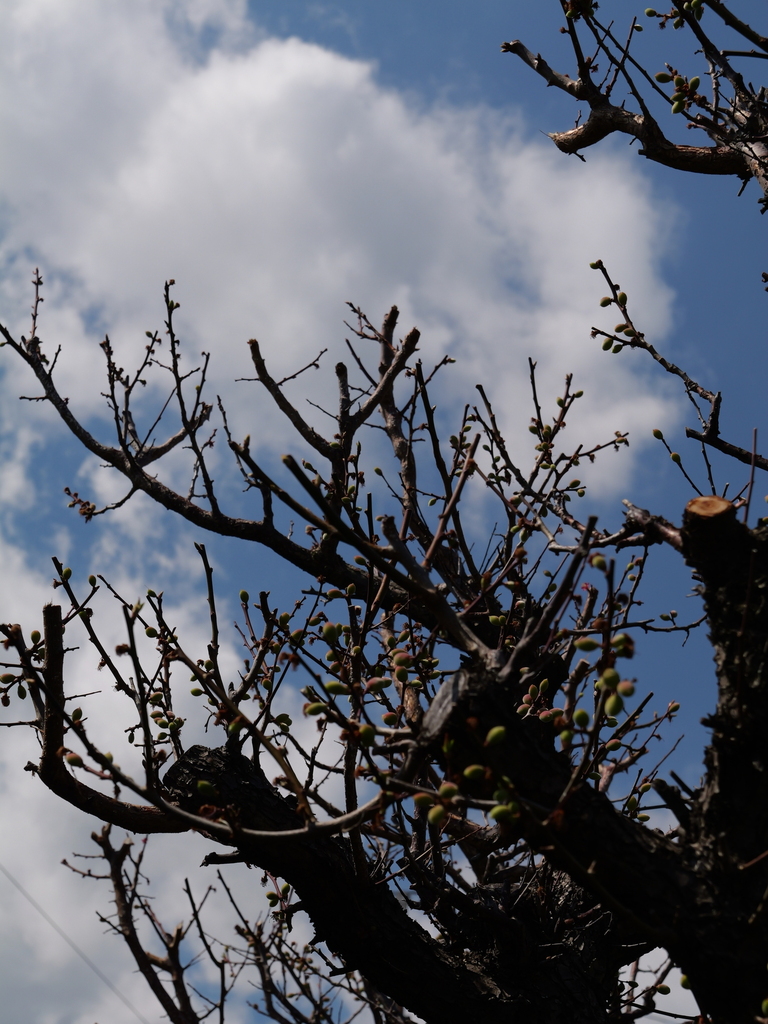 2025-04-04 12_38№(0527).JPG