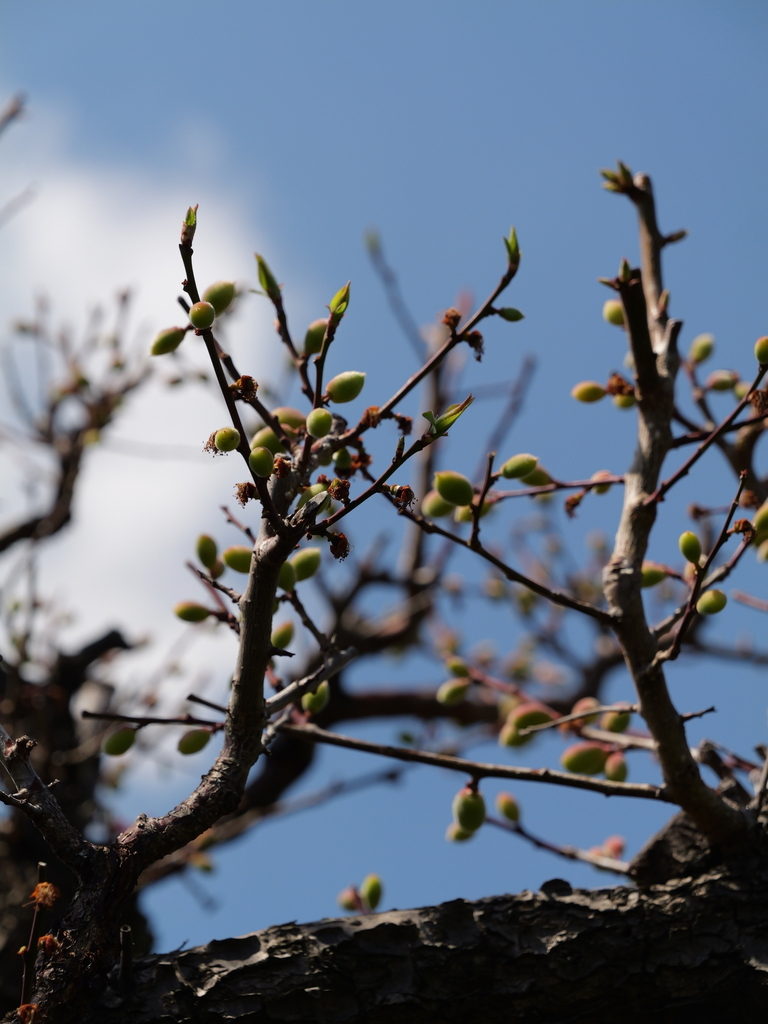 2025-04-04 12_38№(0529).JPG