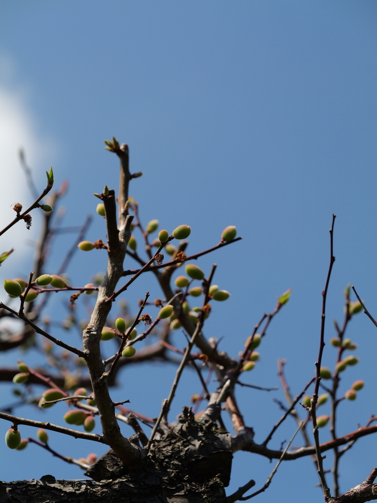 2025-04-04 12_38№(0531).JPG