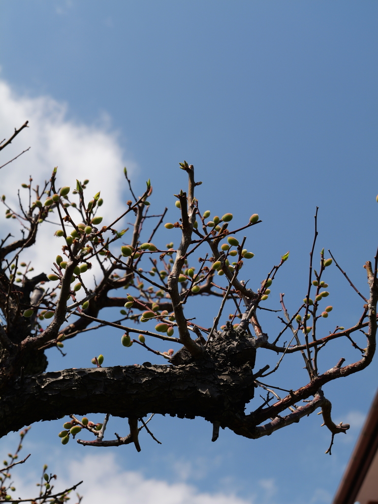 2025-04-04 12_38№(0532).JPG