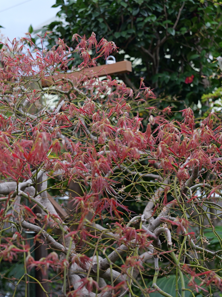 2025-04-06 10_25№(0206).JPG