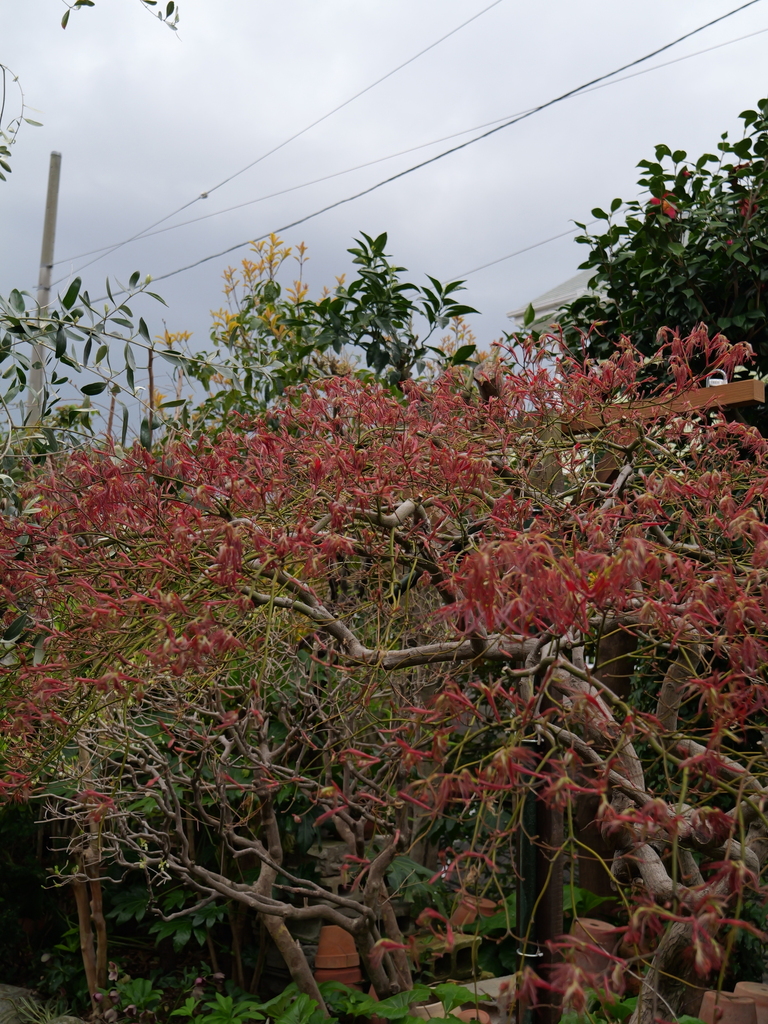 2025-04-06 10_25№(0207).JPG