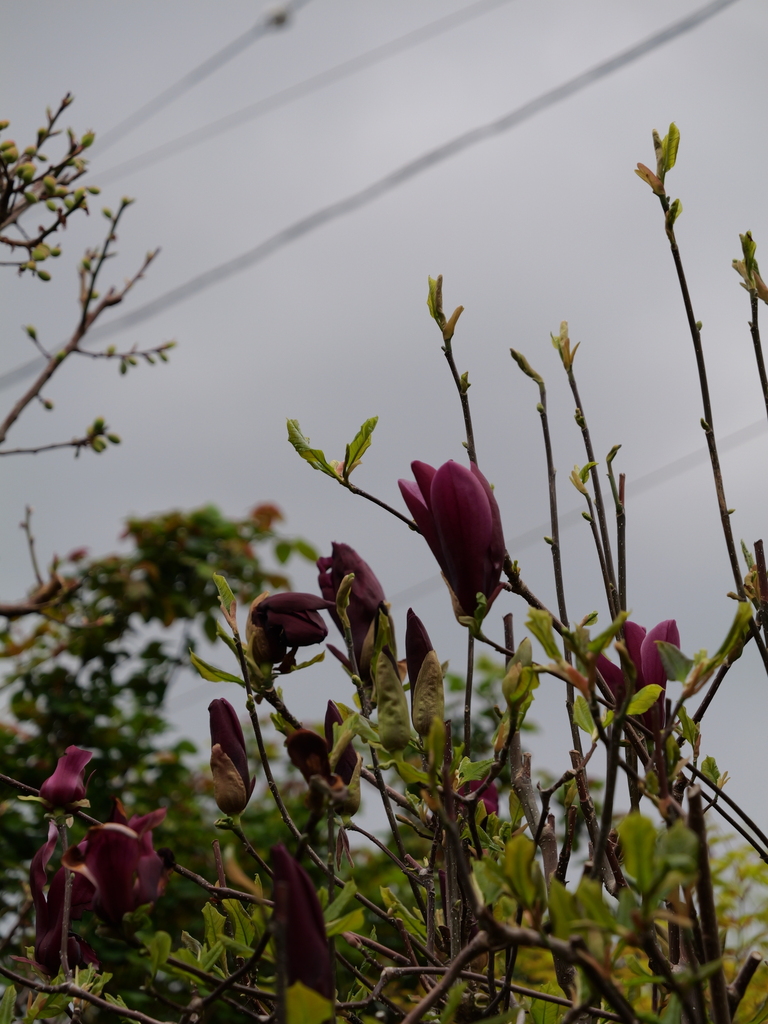 2025-04-06 10_27№(0279).JPG