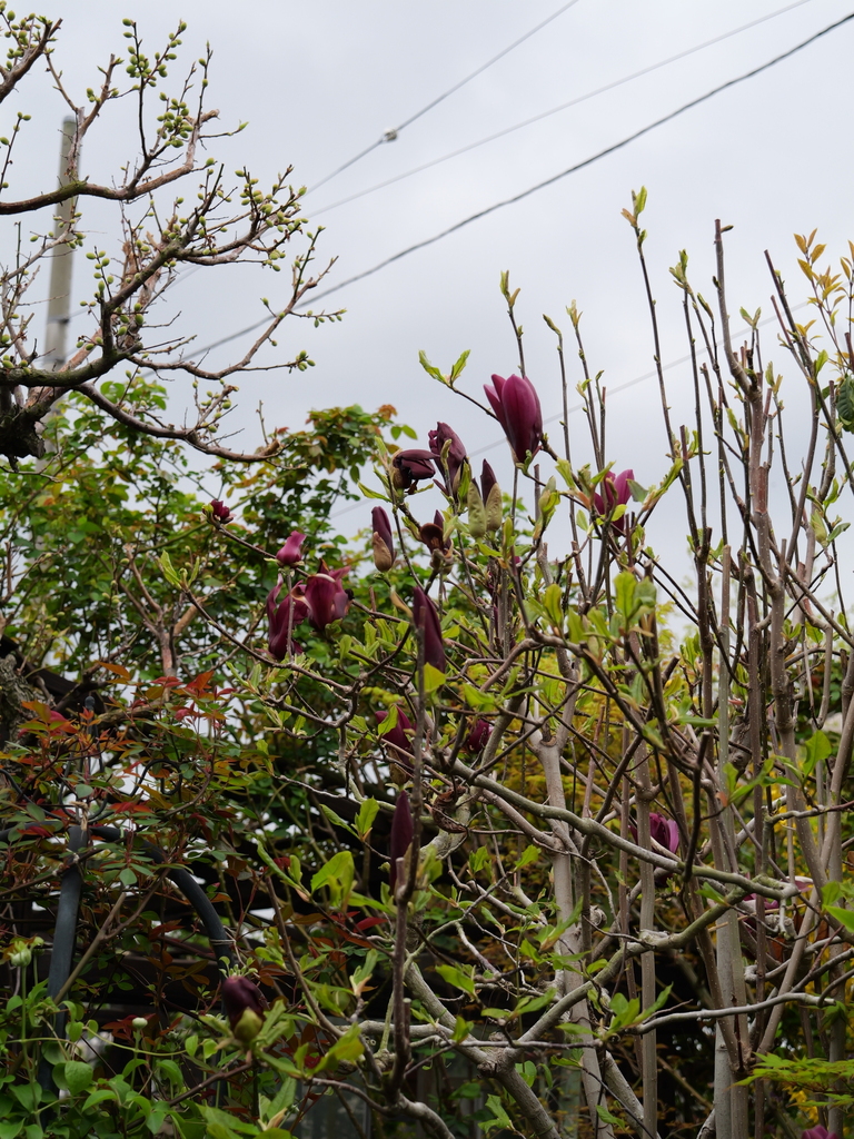 2025-04-06 10_27№(0281).JPG