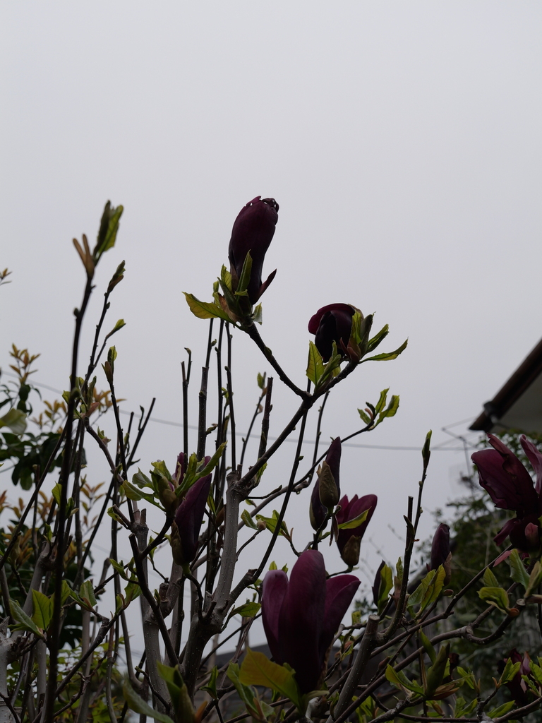 2025-04-06 10_28№(0286).JPG