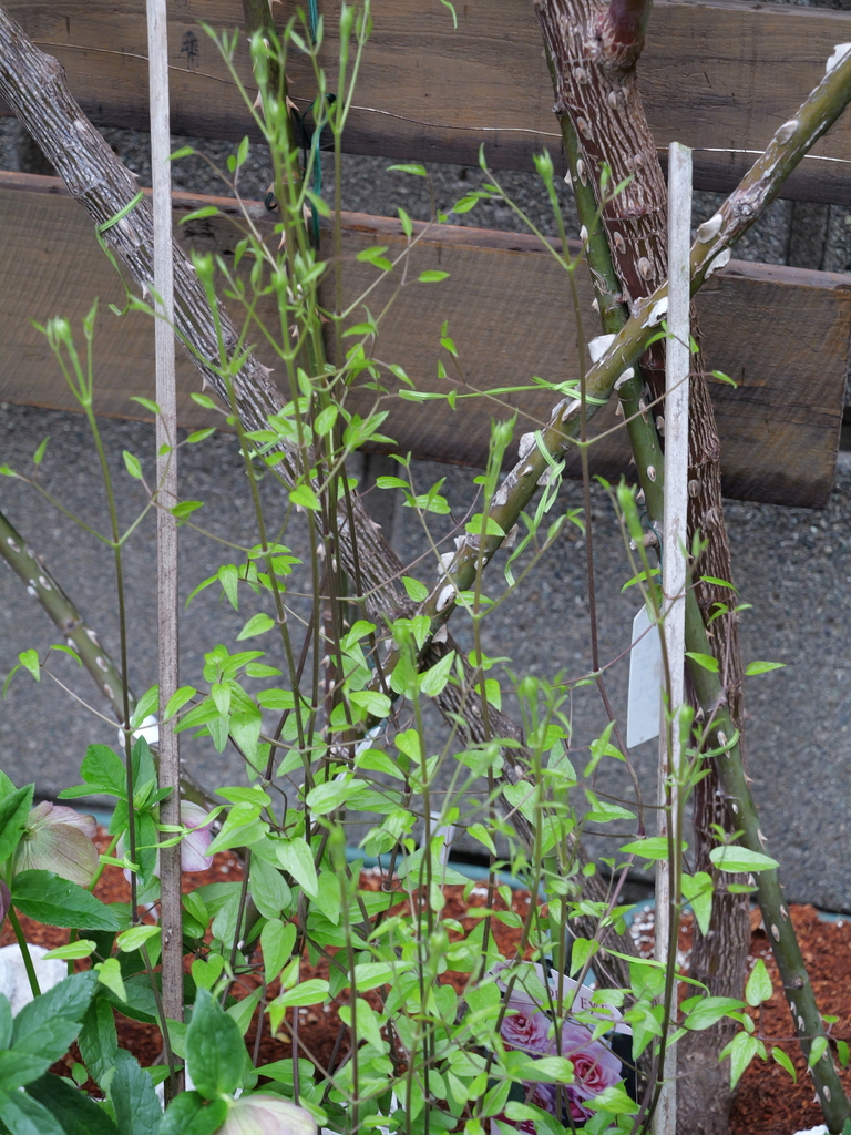 2025-04-06 10_35№(0414).JPG
