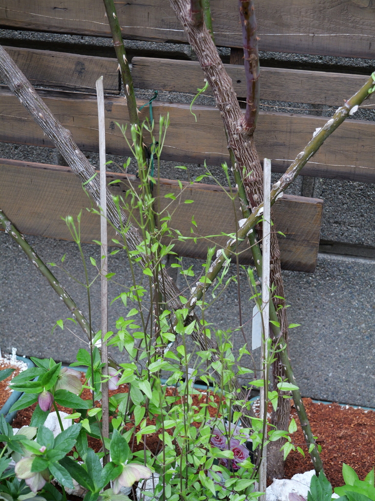 2025-04-06 10_35№(0415).JPG