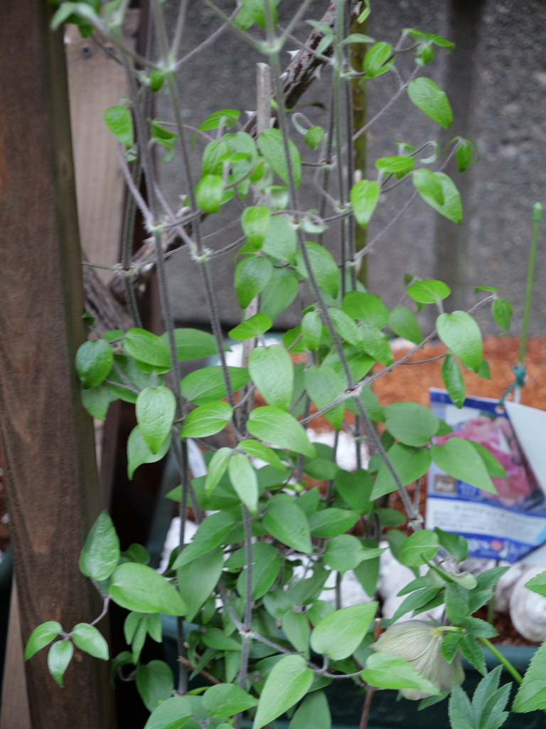 2025-04-06 10_35№(0423).JPG