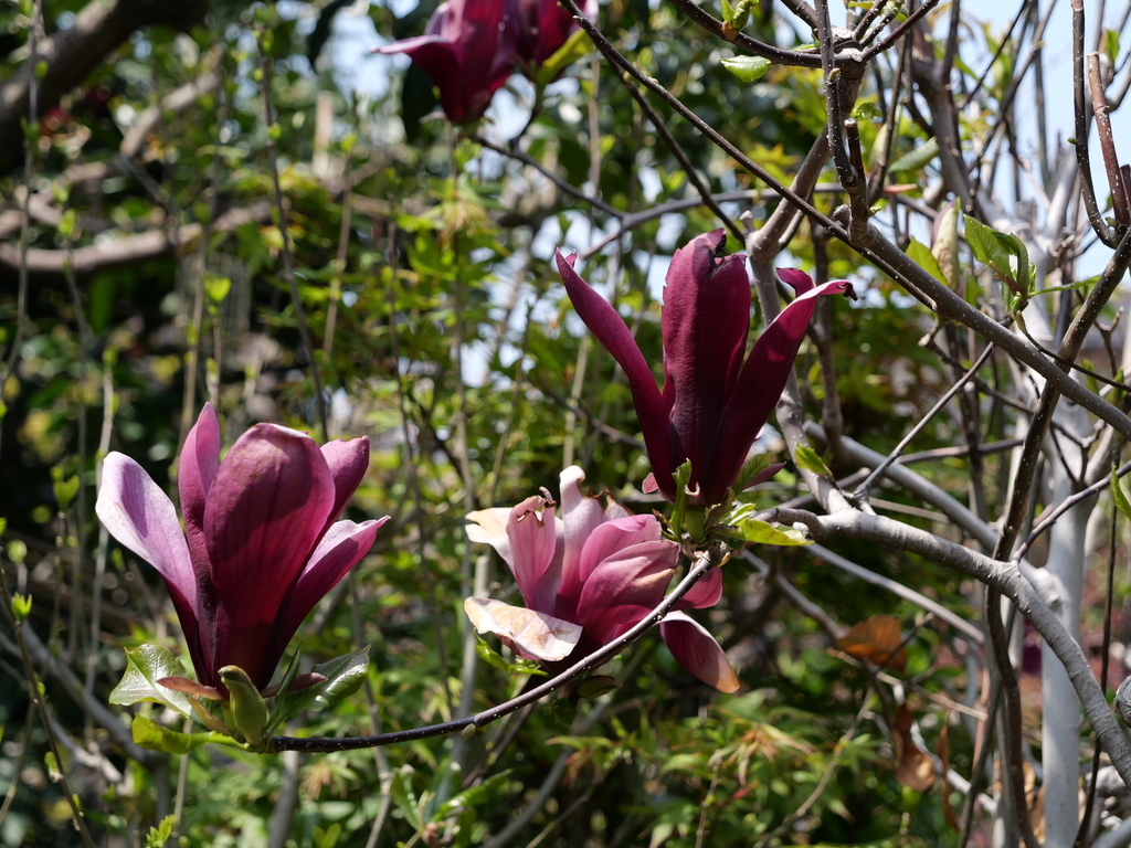 2025-04-07 12_22№(0093).JPG