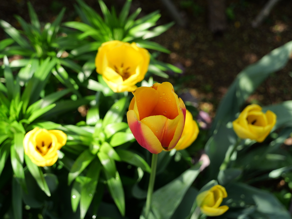 2025-04-08 09_29№(0065).JPG