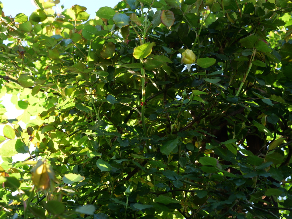 2025-04-16 06_19№(0031).JPG