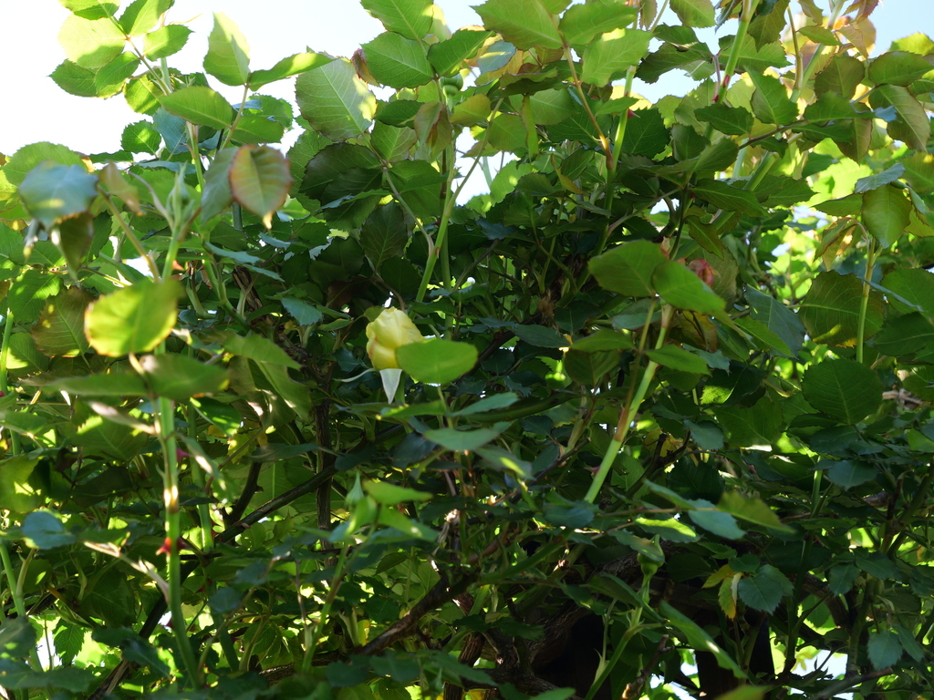 2025-04-16 06_19№(0032).JPG