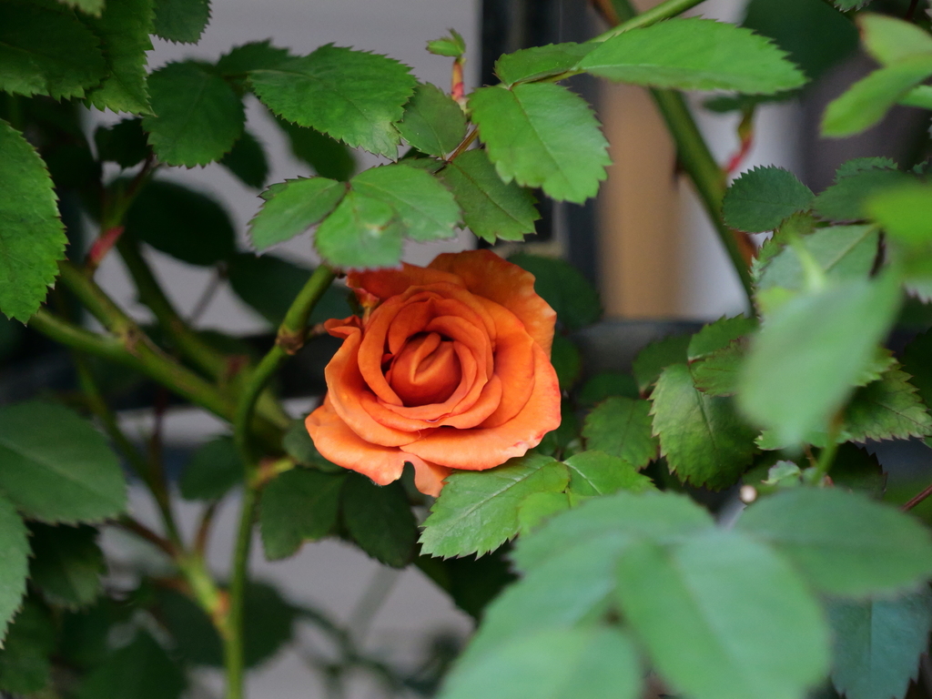 2025-04-16 06_27№(0104).JPG
