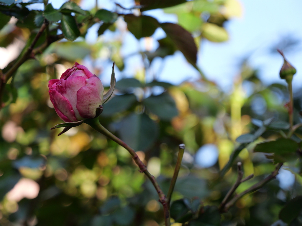 2025-04-16 06_28№(0122).JPG