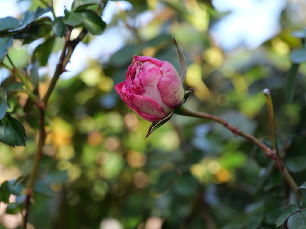 2025-04-16 06_28№(0124).JPG