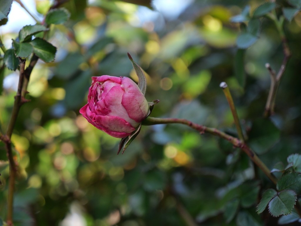 2025-04-16 06_28№(0125).JPG