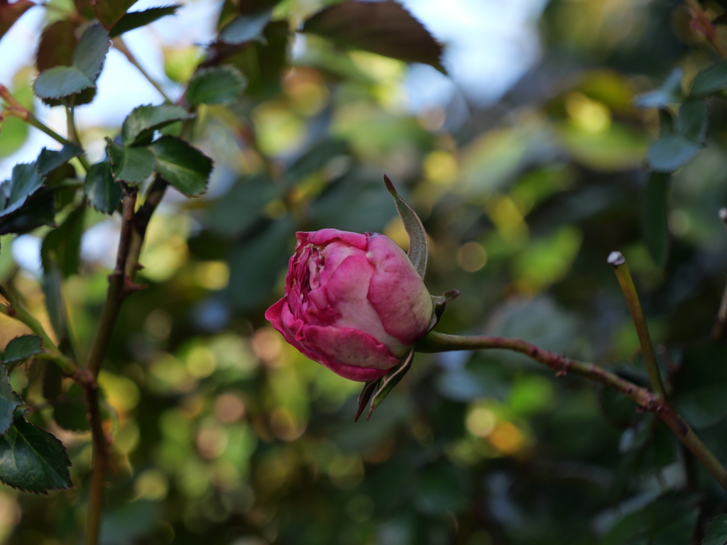 2025-04-16 06_28№(0127).JPG