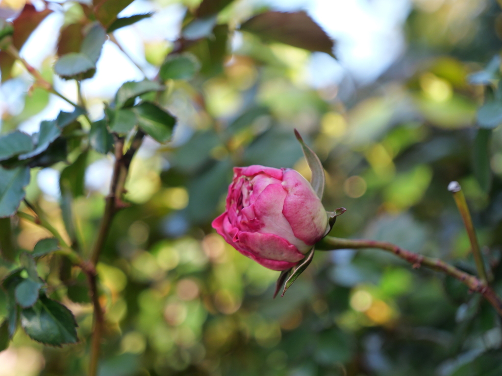 2025-04-16 06_28№(0128).JPG