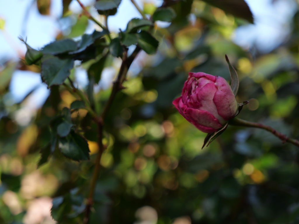 2025-04-16 06_28№(0130).JPG