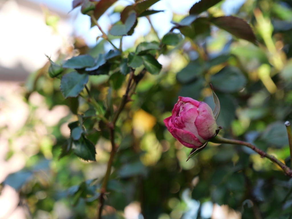 2025-04-16 06_28№(0132).JPG
