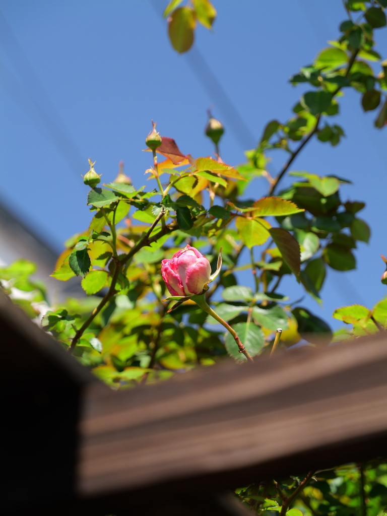 2025-04-16 10_32№(0163).JPG