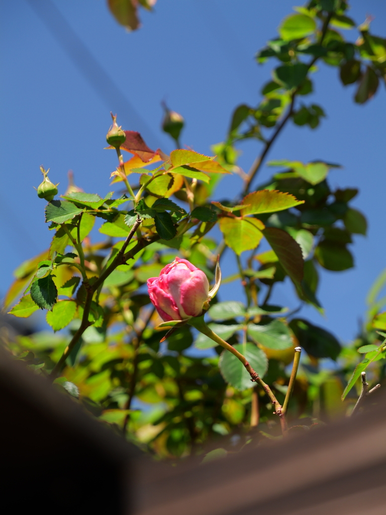 2025-04-16 10_32№(0164).JPG