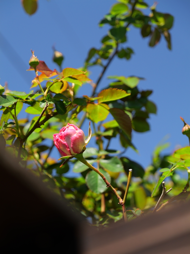 2025-04-16 10_32№(0165).JPG