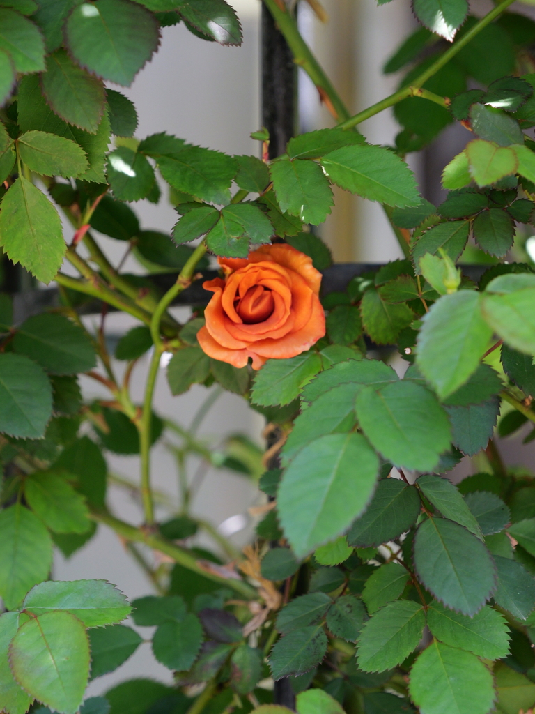 2025-04-16 10_58№(0313).JPG