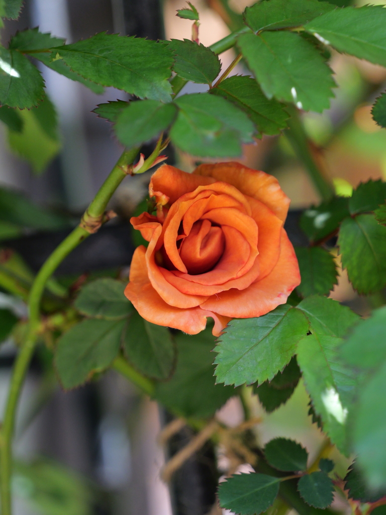 2025-04-16 10_58№(0314).JPG