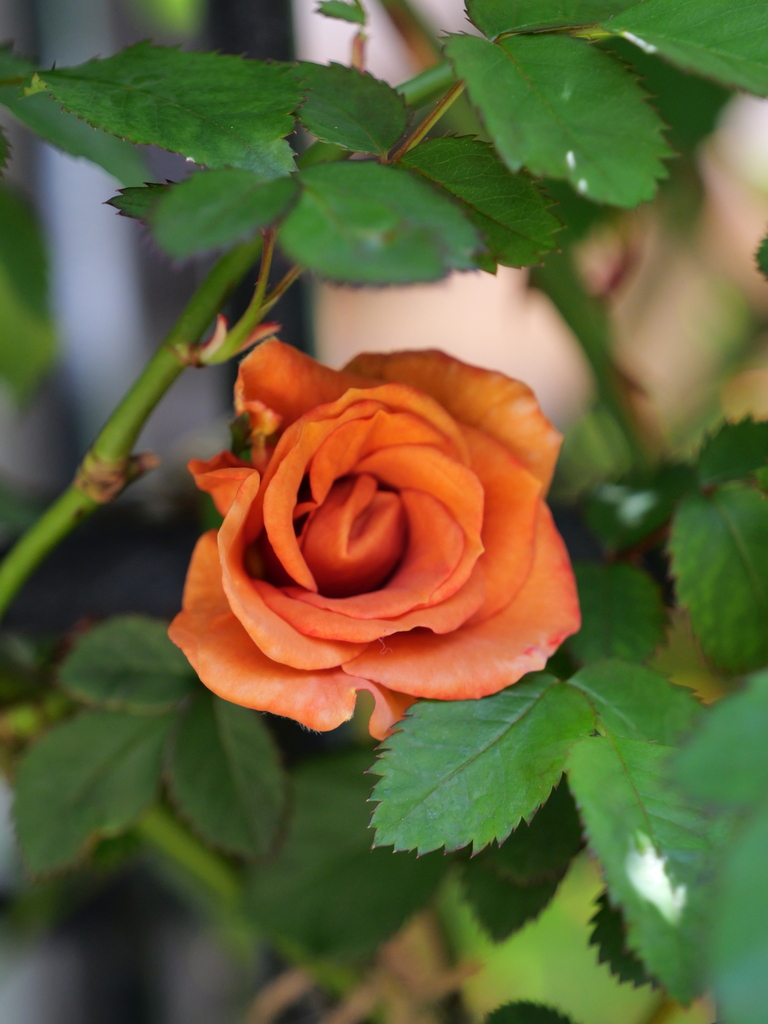2025-04-16 10_58№(0315).JPG