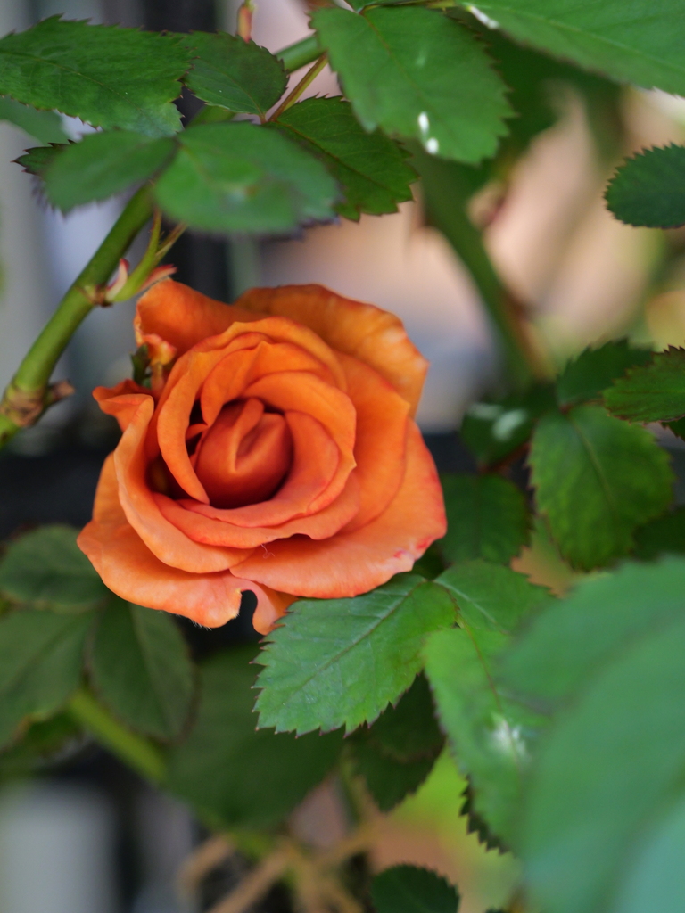 2025-04-16 10_58№(0316).JPG