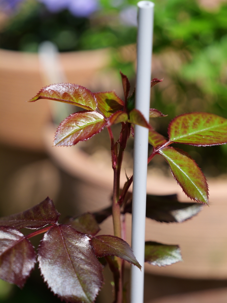 2025-04-17 10_11№(0007).JPG