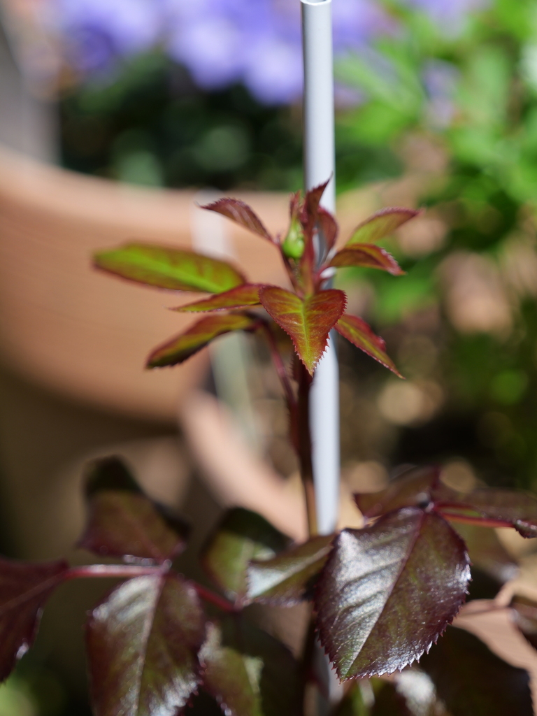 2025-04-17 10_11№(0008).JPG