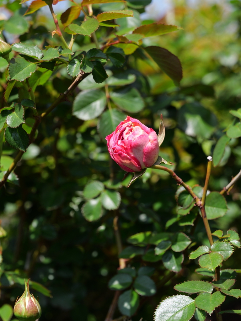 2025-04-17 10_16№(0022).JPG